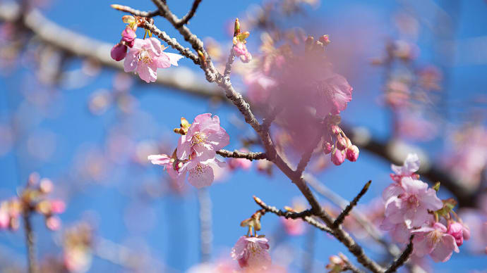2021.1.30 河津桜(三重県御浜町)