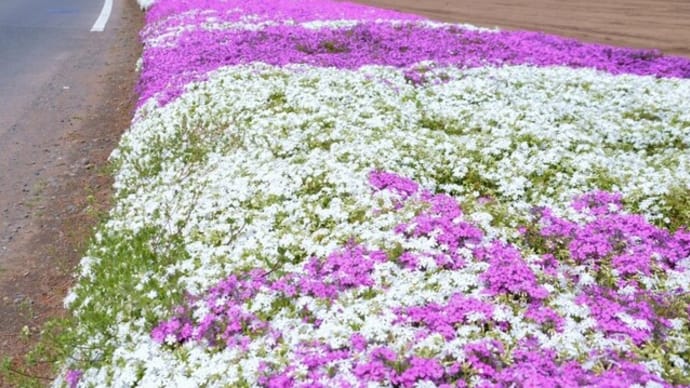 芝桜(2021年)