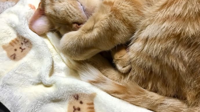 茶トラブランケット