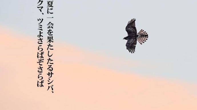 鷹の渡りの続き。