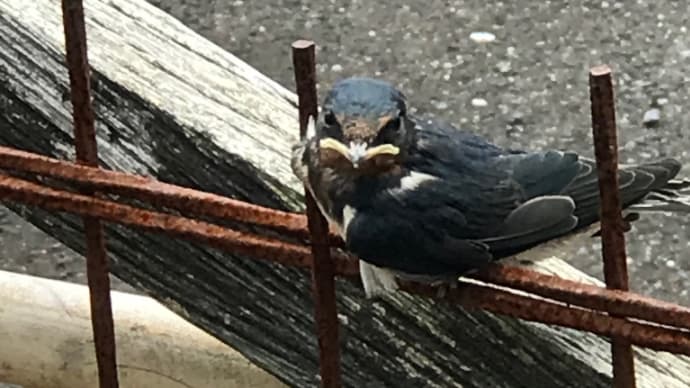 ツバメの巣立ち