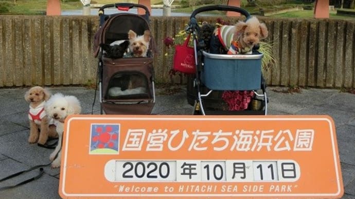 国営ひたち海浜公園1