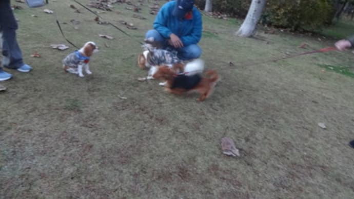 落ち葉の中の公園リリ