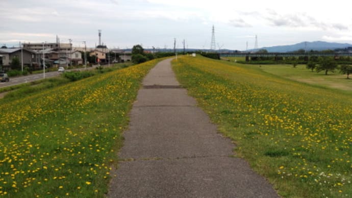 雄物川土手の花