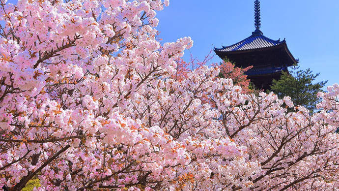 2GⅠシステム完全合致=桜花賞