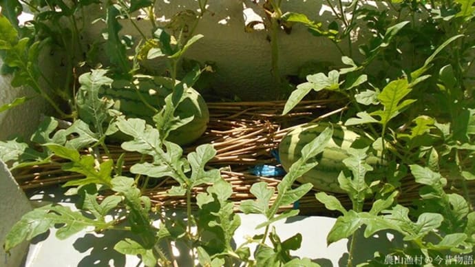 ＜我が家の菜園467＞　窓際スイカ　賞味