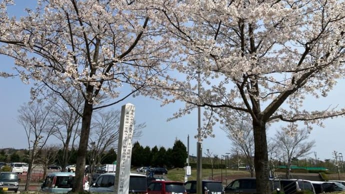 出逢いに感謝。桑桜の下で。