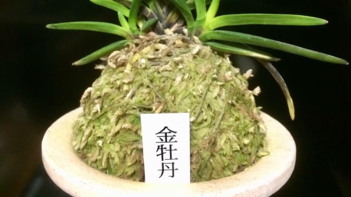 金牡丹