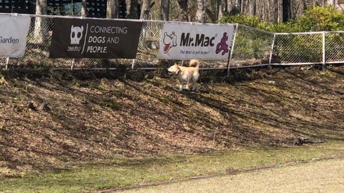 犬とお出かけ