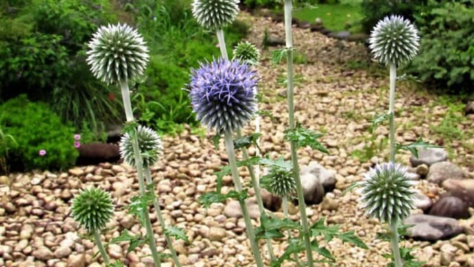ルリタマアザミ(瑠璃玉薊) の花散歩