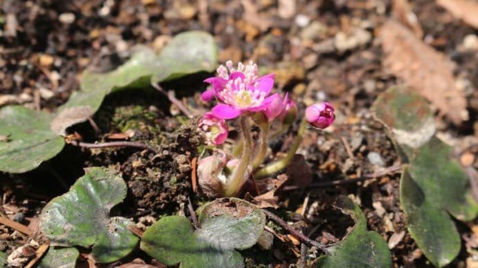 今パンセの庭で咲いている花