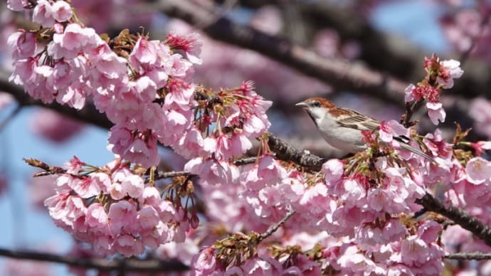 花に遊ぶ ~ニュウナイスズメ~