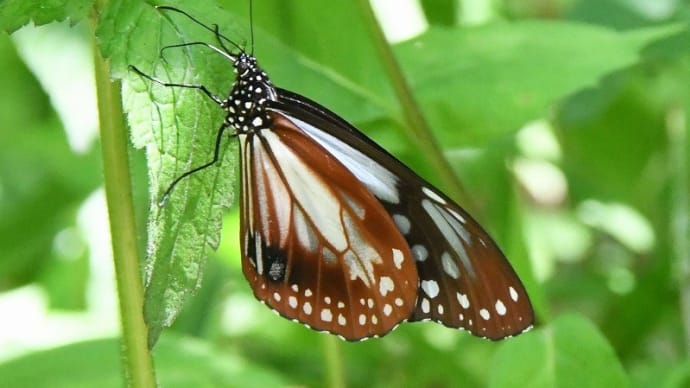 初夏の昆虫 (たじま高原植物園) 美方郡香美町 2021.05.30
