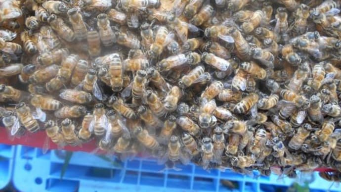 養蜂見習い