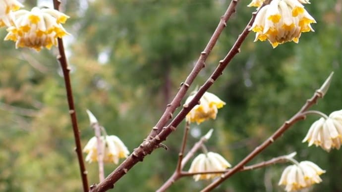 都留アルプスでみつまたの花を・・・・