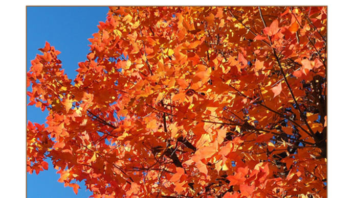 琵琶湖 なぎさ通りの紅葉