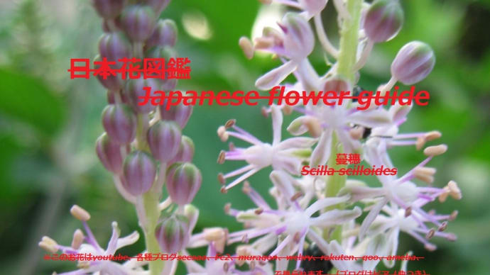 川辺に煌めく？！Glittering on the riverside? !