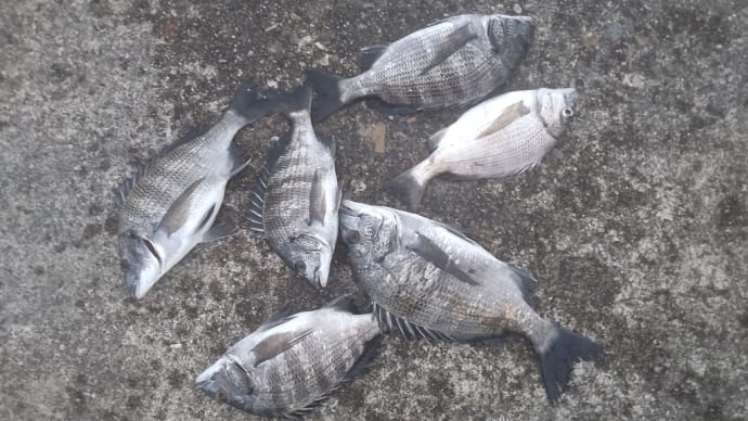 2匹目のどぜう狙いでまた釣行、29cm7枚と赤1枚の計8枚釣る