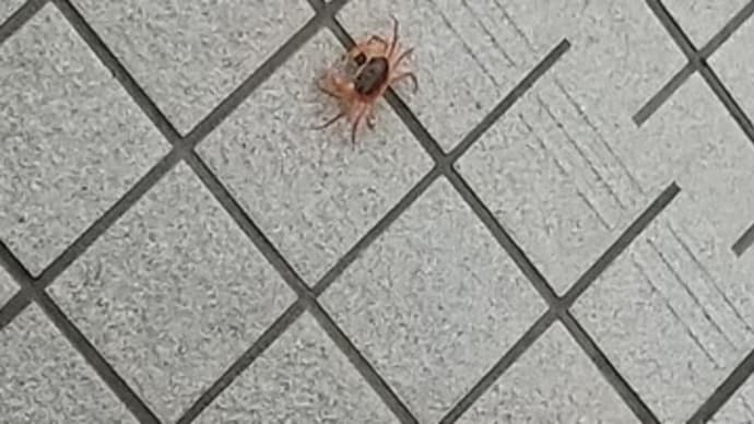 玄関前に