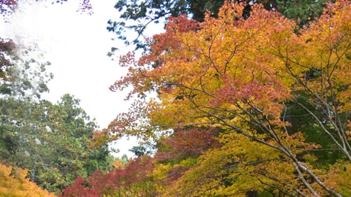 紅葉(小国神社その1)