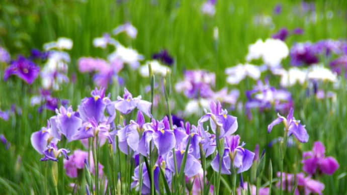 加茂荘花鳥園の花菖蒲 2021 その2
