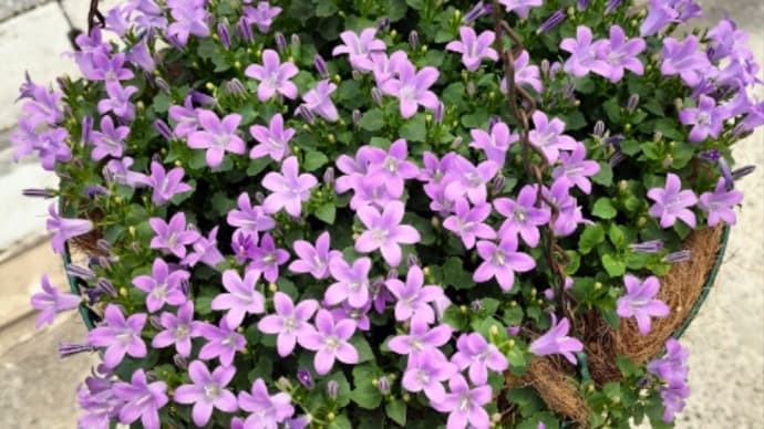 癒し系の色　紫色の花　第２