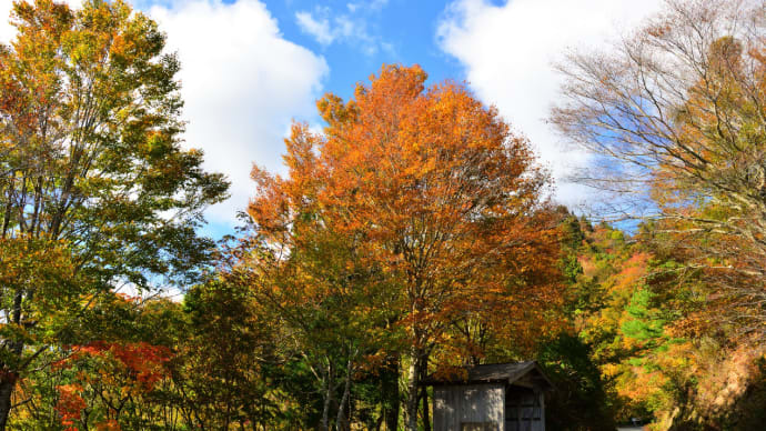 鯖街道・おにゅう峠の紅葉 (2021) 5