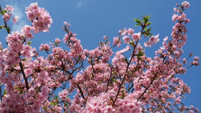 河津桜2022