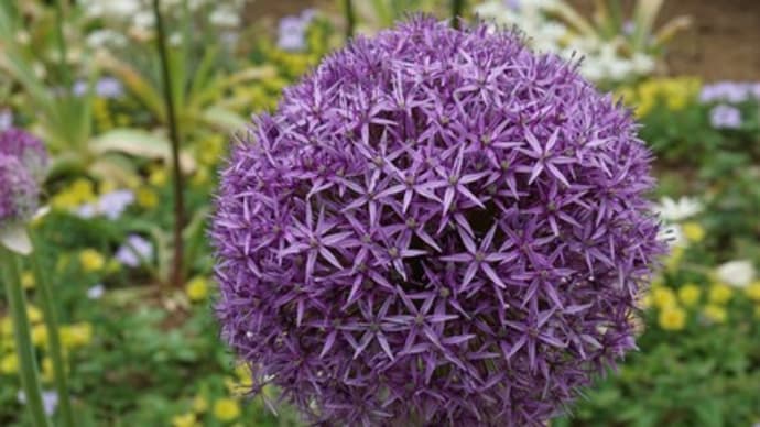 春~夏の花:アリウム