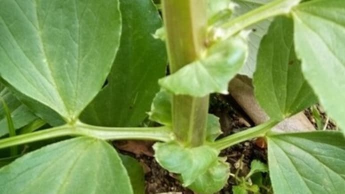 ソラマメ開花とニンニクの成長 2025.3