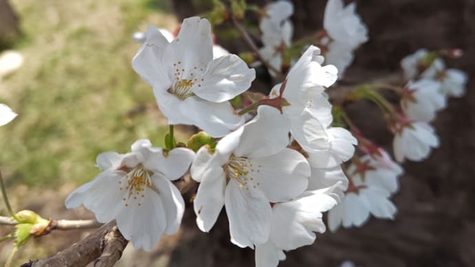 【桜まつりでお花見ランチ】