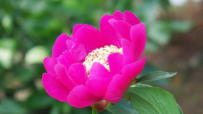 大船フラワーセンター初夏の花散歩