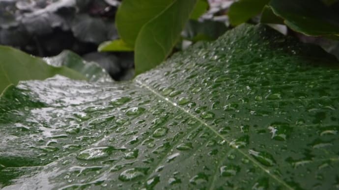 雨が降ります