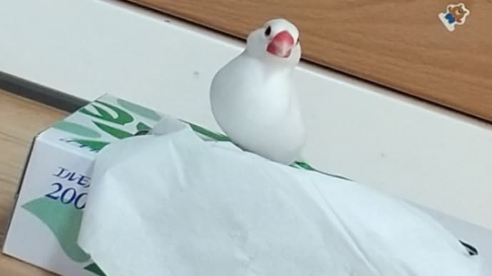 ティッシュ