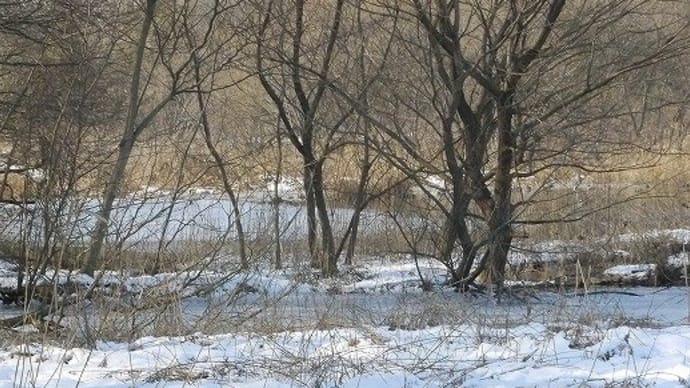 雪の北本自然観察公園・・・アリスイが湿原を飛んでいる