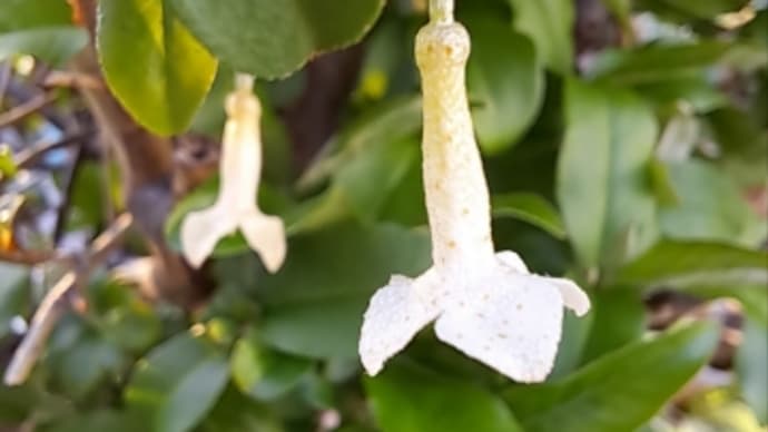 ぐゆみの花
