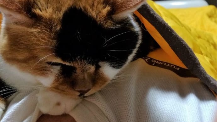 猫に囲まれた朝