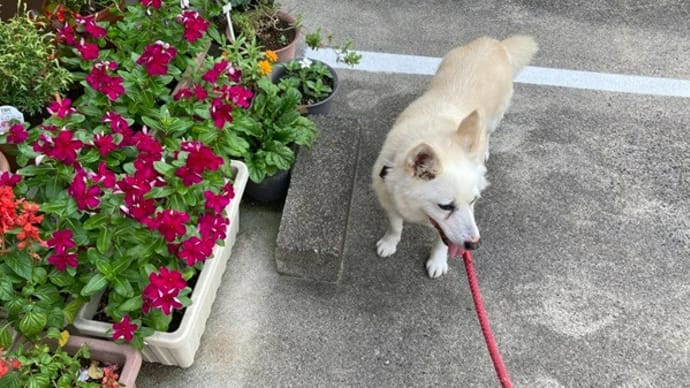 犬と猫との暮らし～今日も暑い…😢和裁の基本を勉強しましょう‼