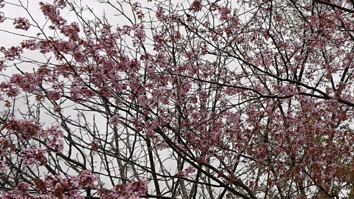 桜もそろそろ見納めかな☆