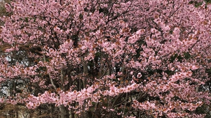 清田公園・清田緑地