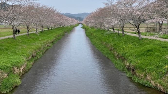 山県市・鳥羽川の桜