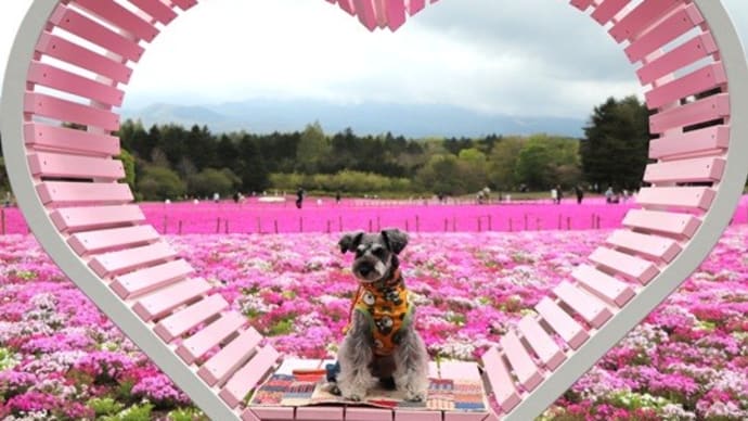 本栖湖リゾートの芝桜