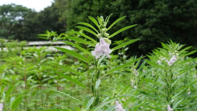 胡麻の花、亜麻の花、ついでに綿の花