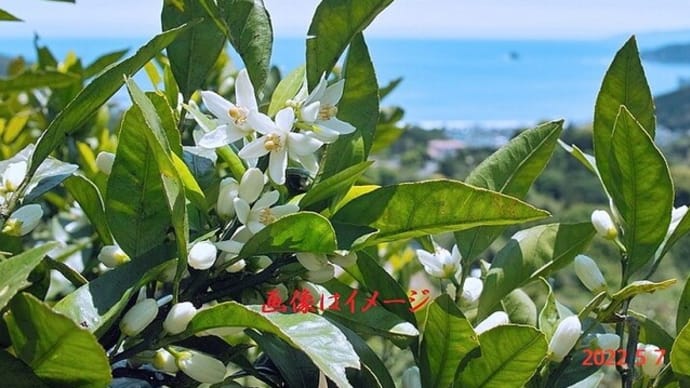 みかんの花咲く丘/川田正子