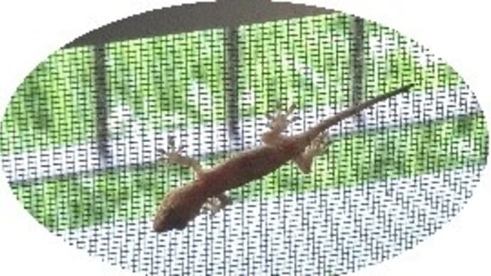やもり(家守)歓迎