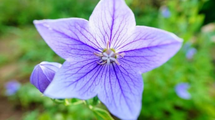 キキョウ、オミナエシの花と茄子の実(足立区都市農業公園 2025.7.6 撮影)