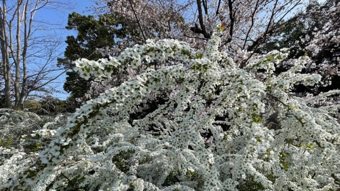 桜も満開の栂緑道 庭代台〜御池台v散歩道🚶♂️🚶♂️