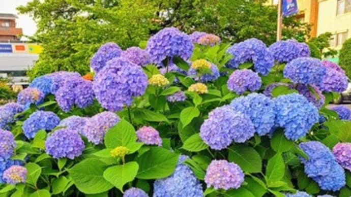 今年の紫陽花