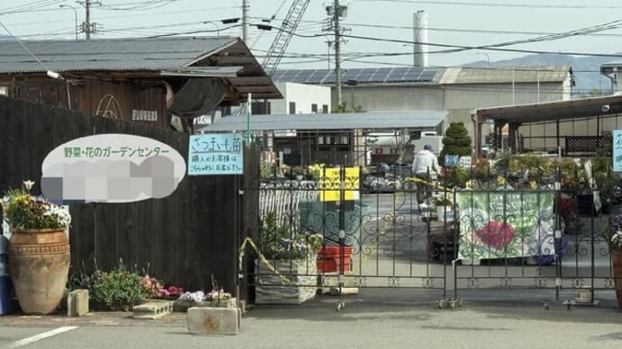 野菜と花の苗を購入し、花は早速植えました!