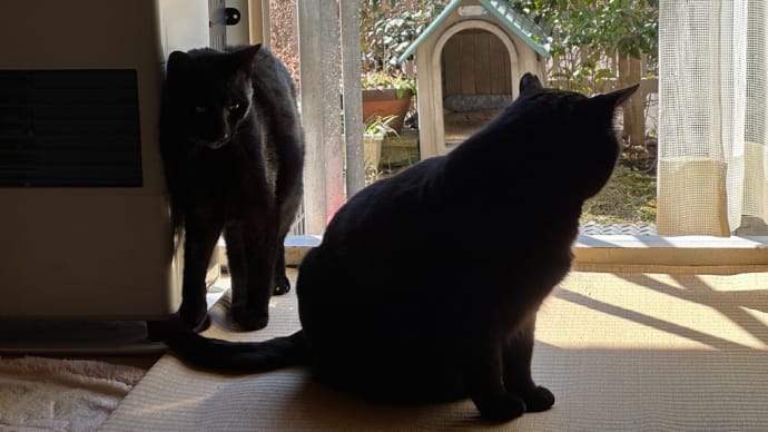 朝の黒猫たち